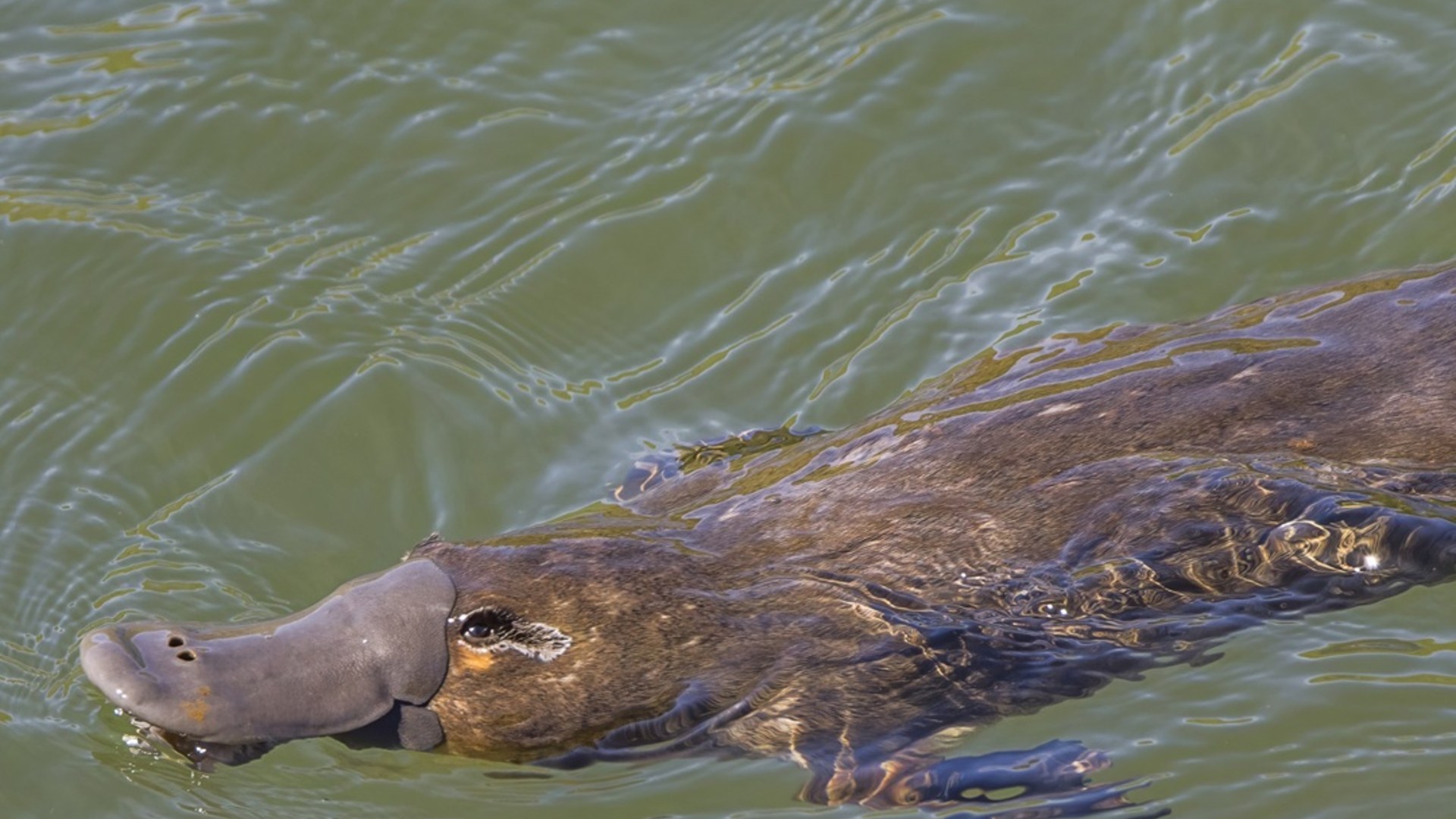 Platypus swimming along a freshwater stream