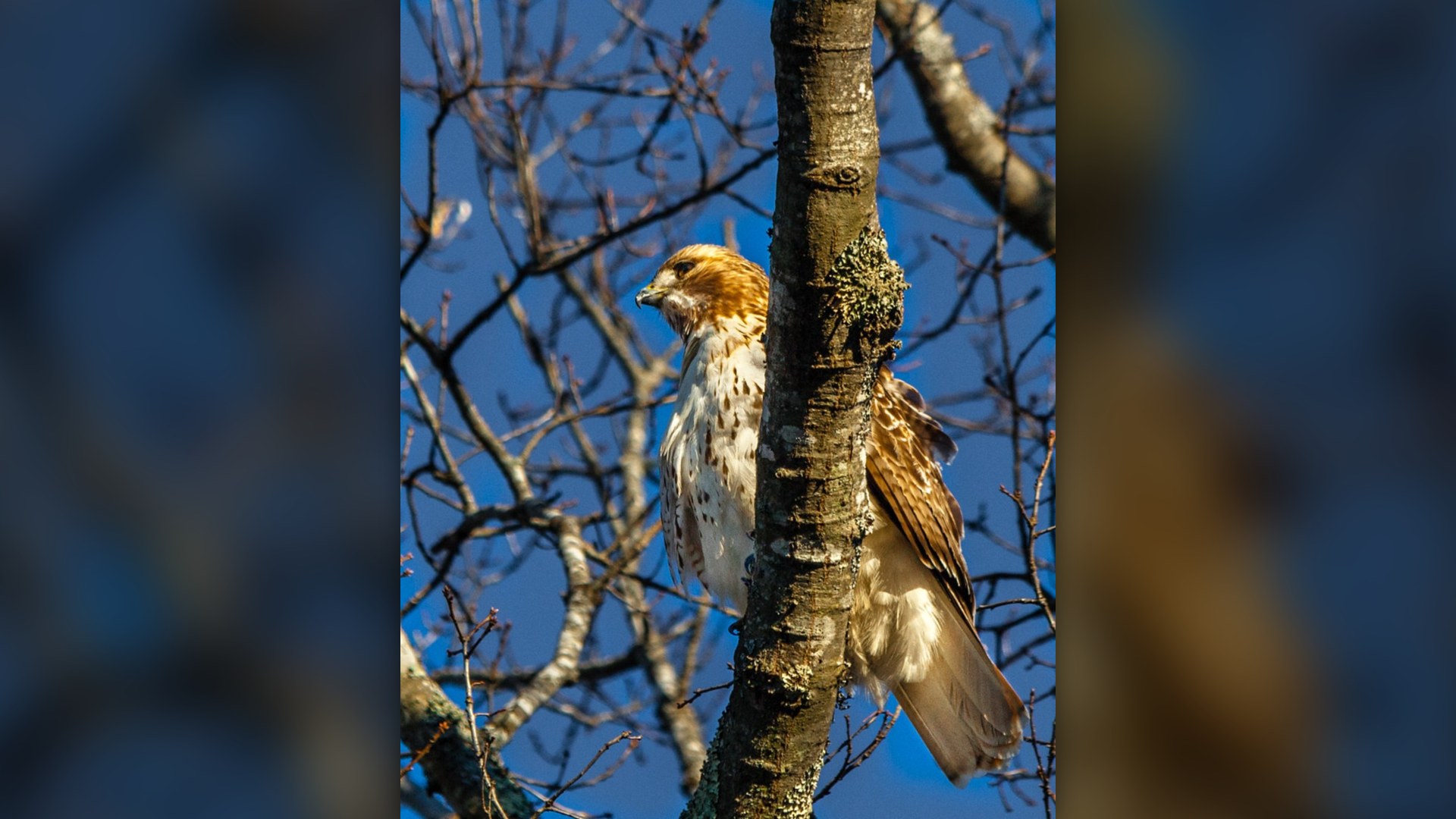 Red-tailed Hawk perched on wooden post.