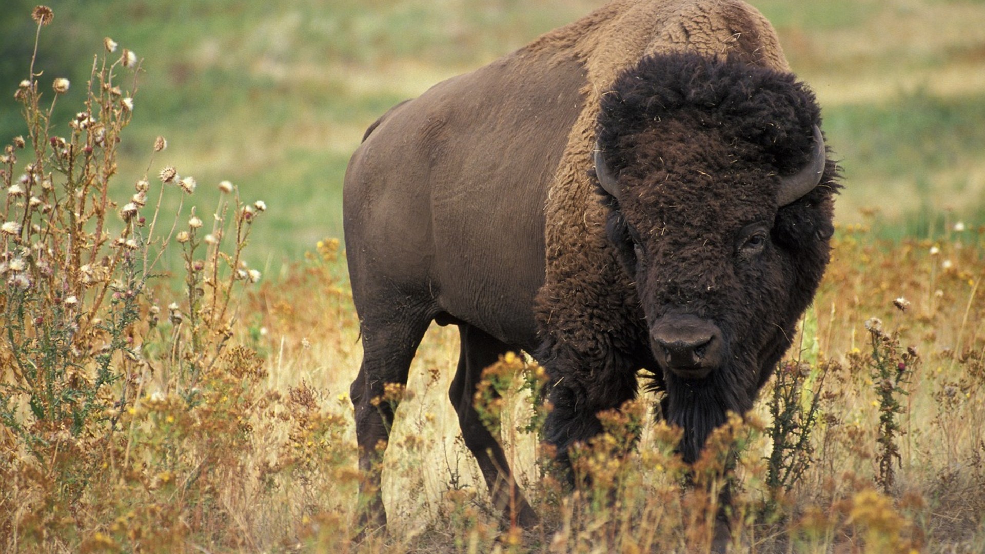 17. Their Mascot Rumble The Bison Was Born In A Lightning Storm