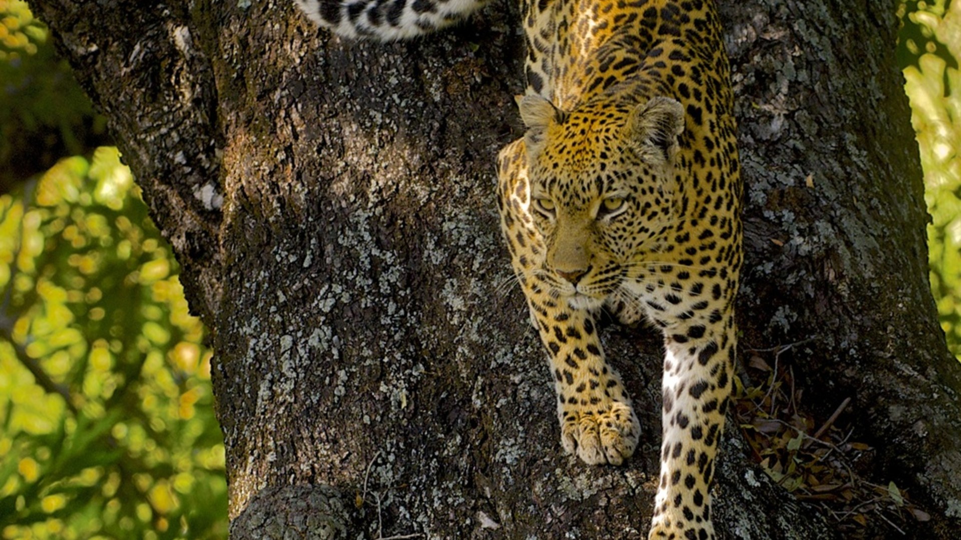 Close-up portrait of an African leopard