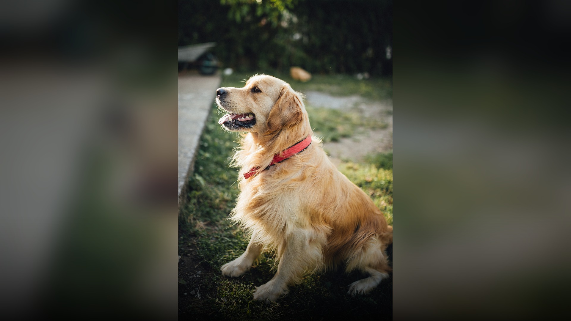 Golden Retriever sitting on green grass in a sunny park.