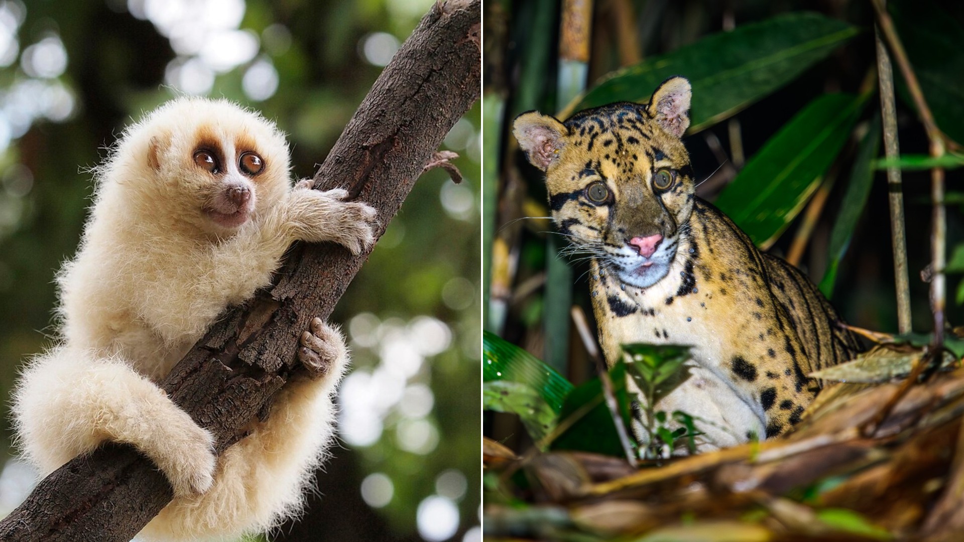 12 Wild Animals You May Never Spot In Daylight