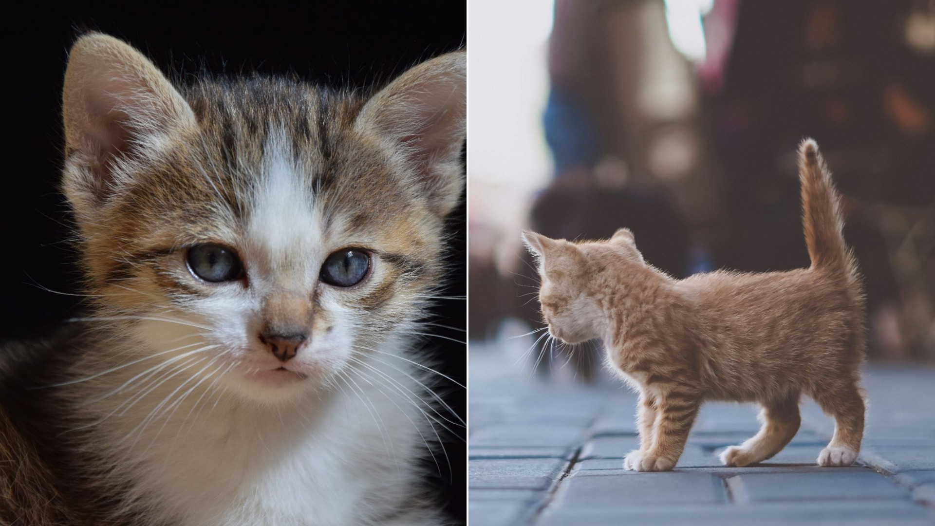 How Mother Cats Care for Their Kittens in the First Weeks