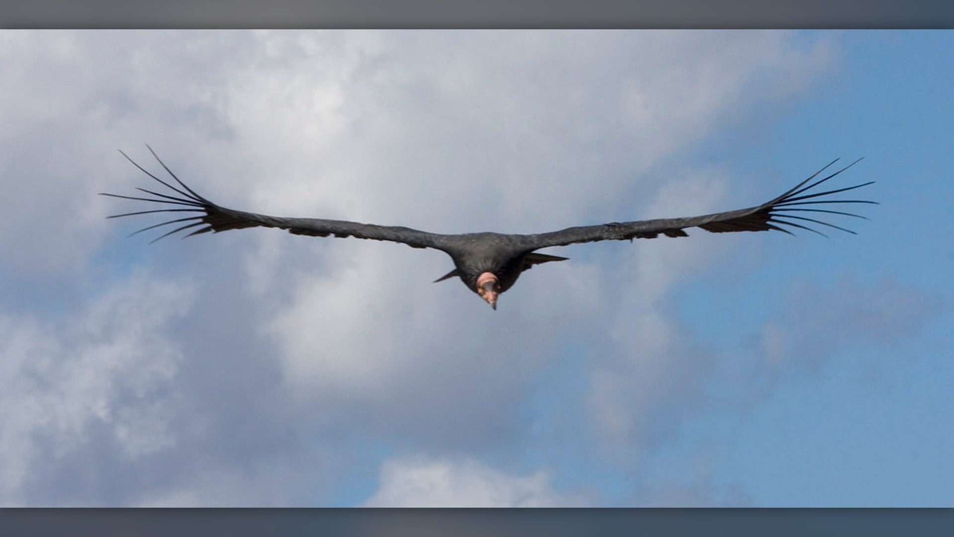 Wild California Condor perched on coastal rock.