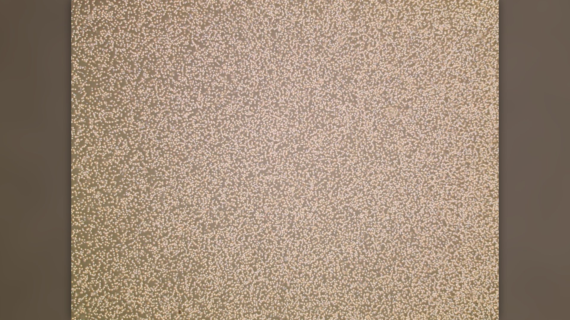 6. Human Stem Cell Isolation — Dr. Ann Tsukamoto