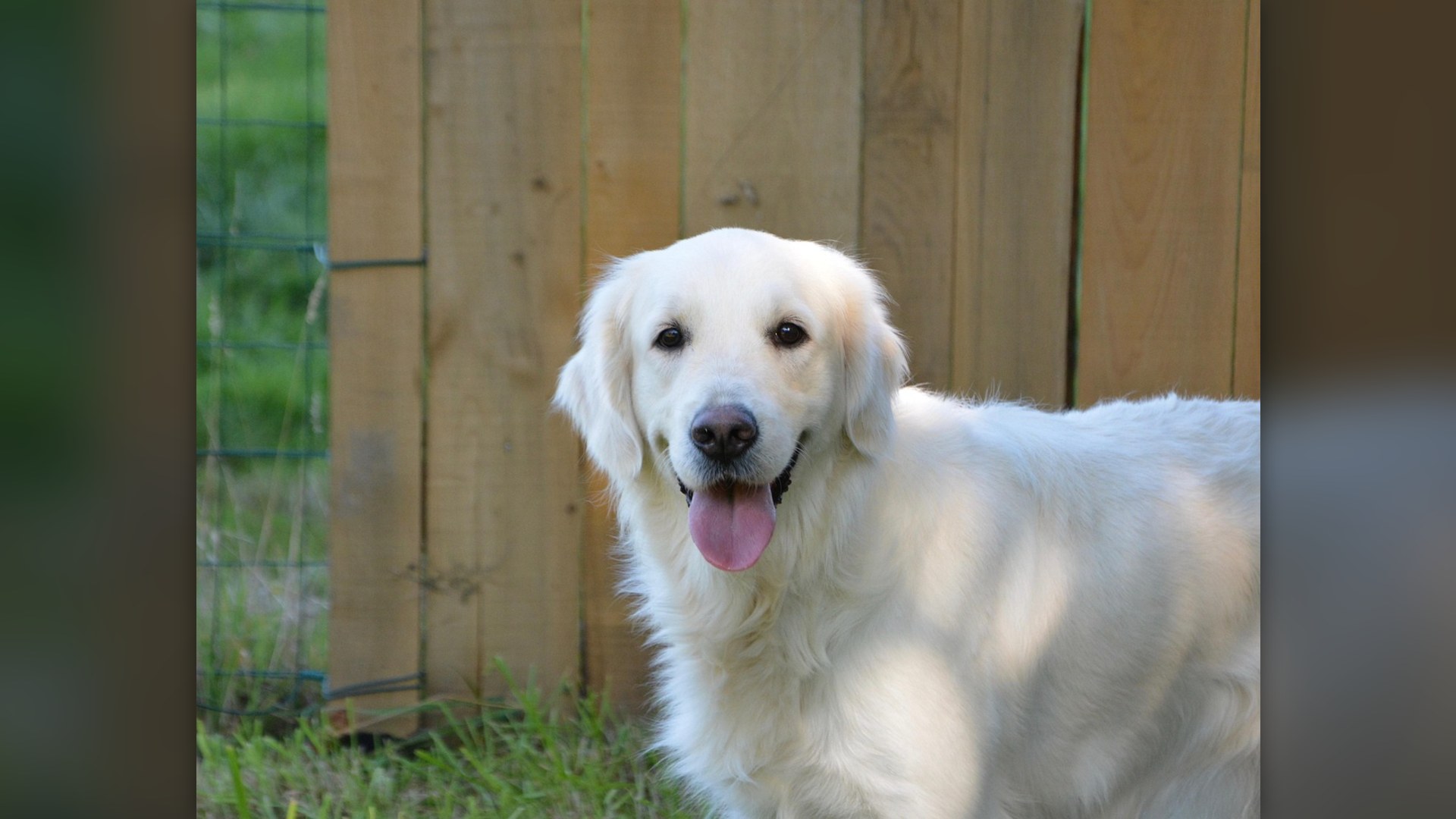 Landscape photograph of an attentive Golden Retriever therapy and guide dog outdoors