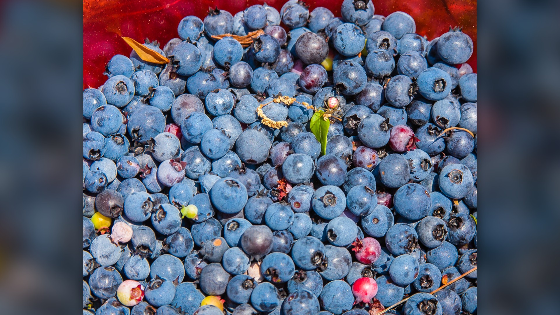 2. Wild Blueberries & Berries