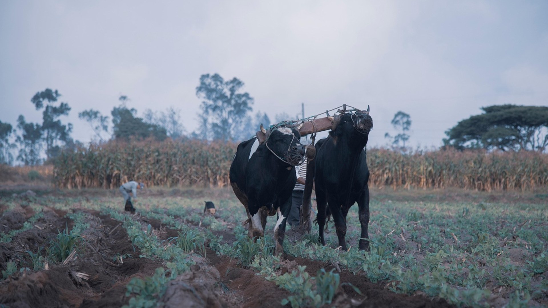 Landscape photograph of a team of yoked working oxen pulling a plow across rich farm soil