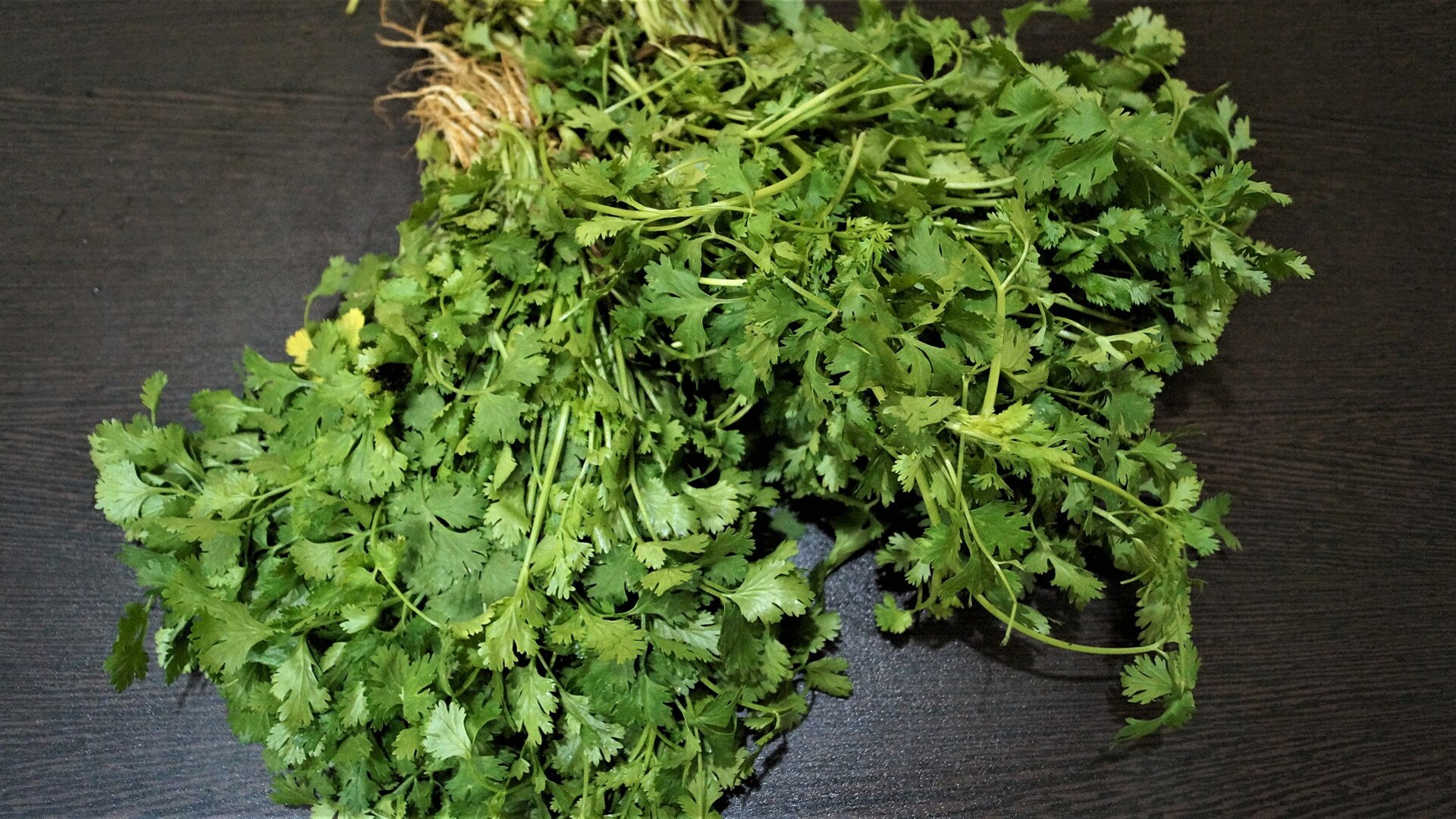 Fresh vibrant cilantro leaves bunch