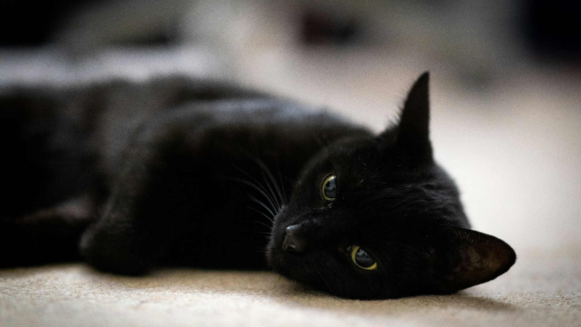 Black Cats: Myths, Facts and Why They Deserve Love