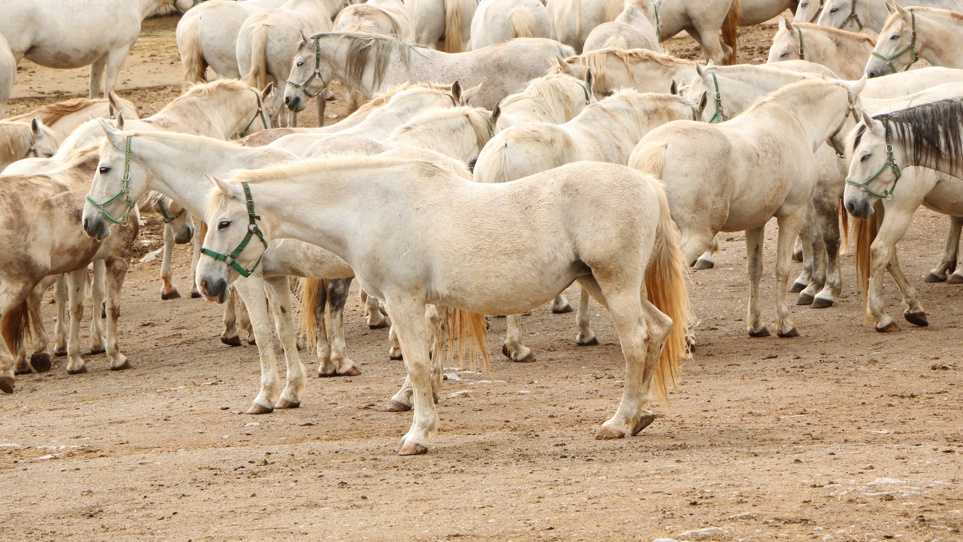 12. Lipizzaner