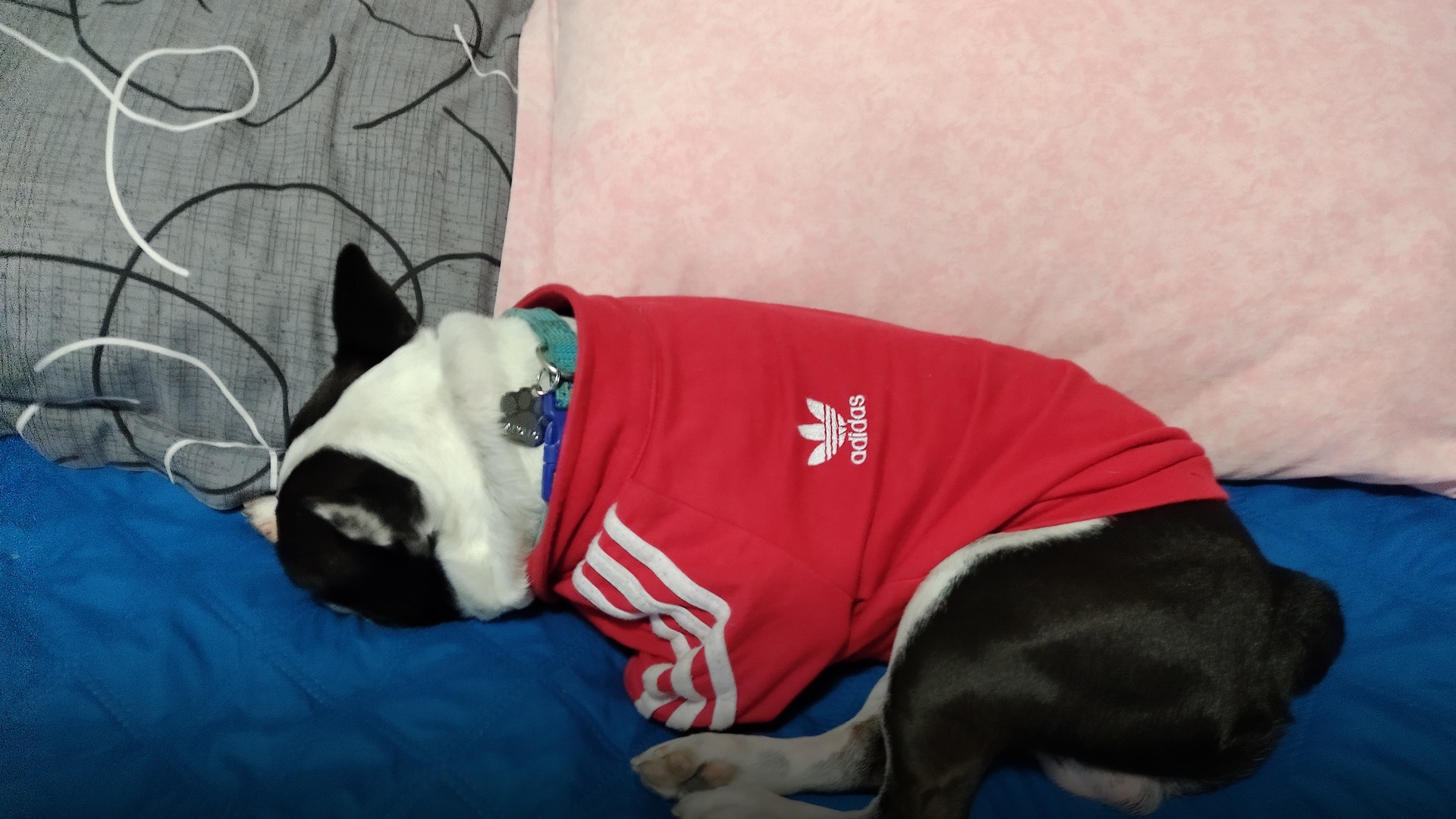 A French bulldog named Apolo resting comfortably indoors.