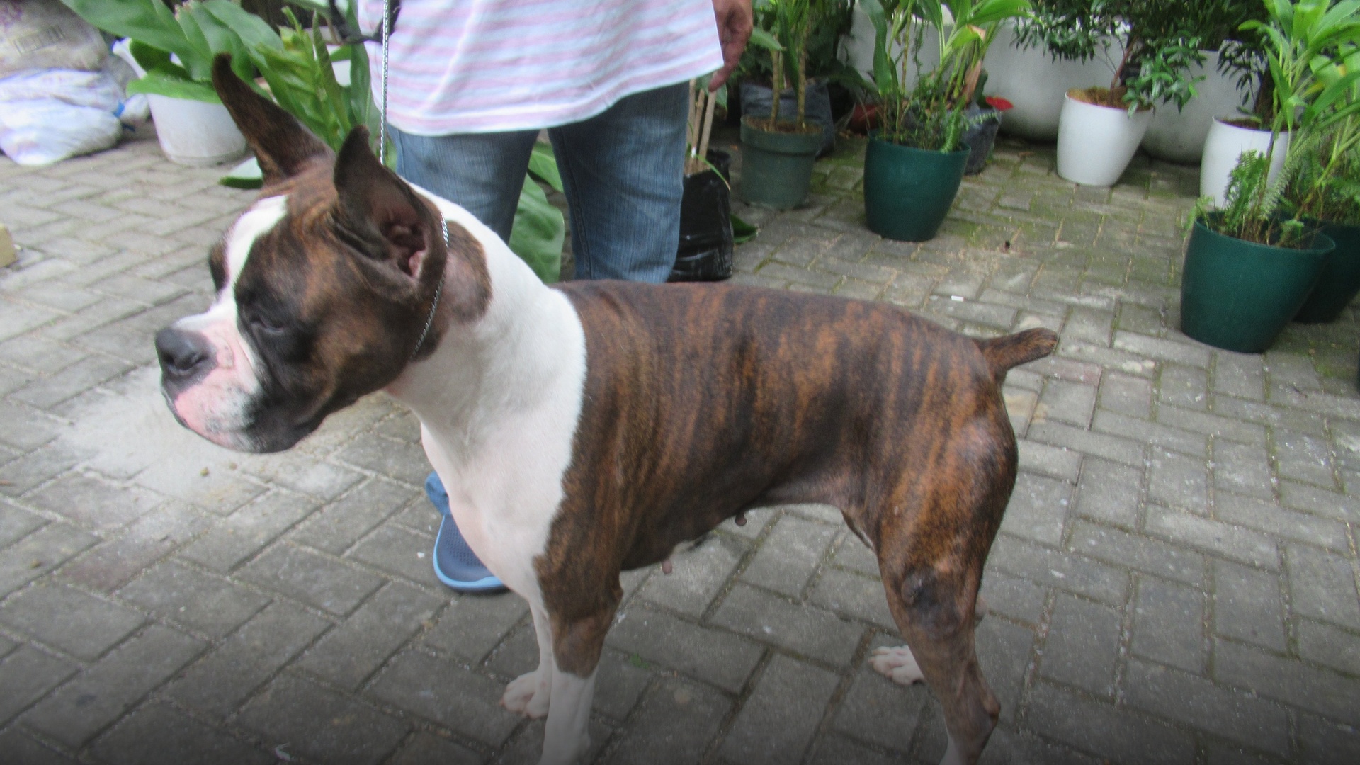 A champion show French bulldog standing proudly displaying a muscular build.