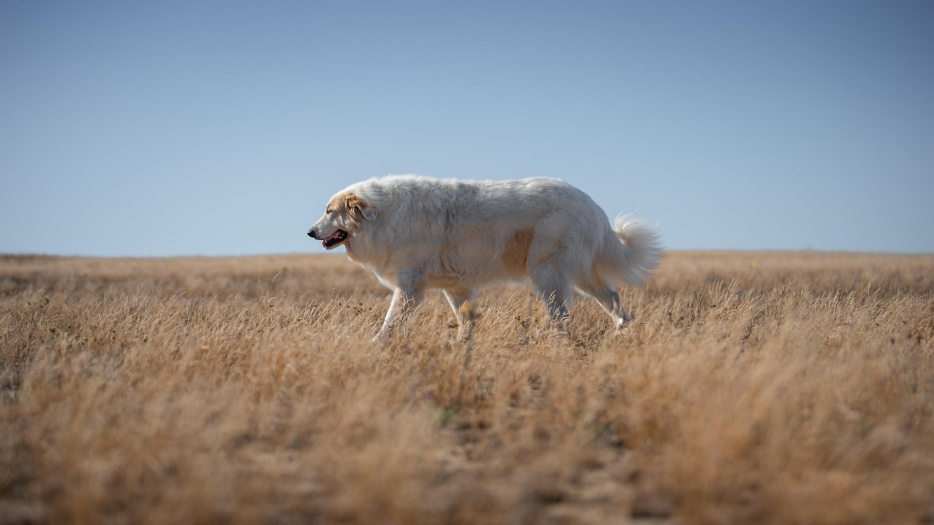 Landscape photograph of a white Great Pyrenees livestock guardian dog standing alert at dusk in a pasture