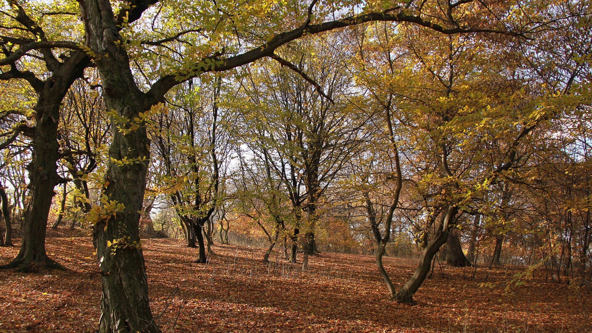 Misty woodland path through the eerie crooked trees of Hoia-Baciu Forest in Transylvania