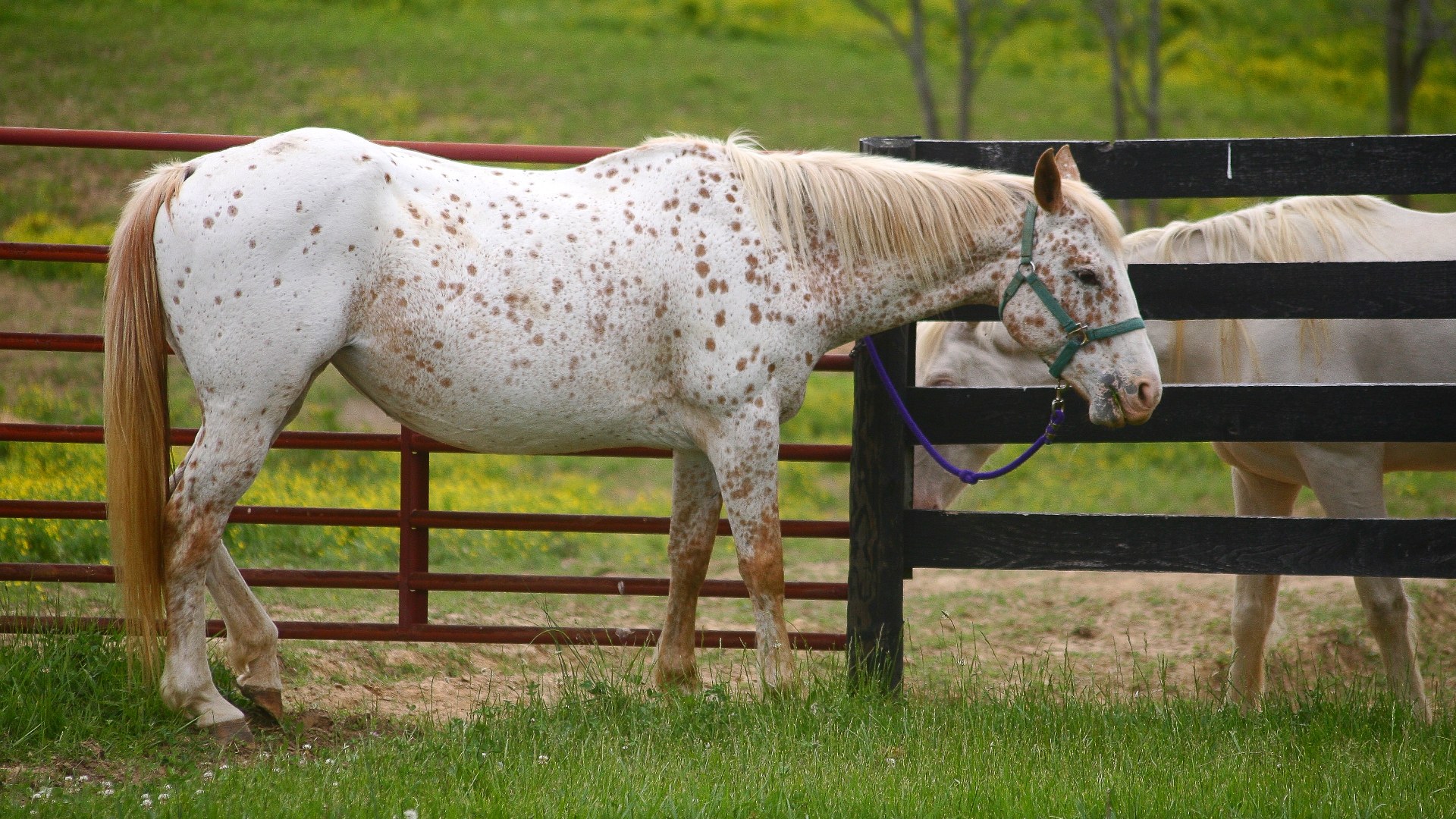 6. Appaloosa