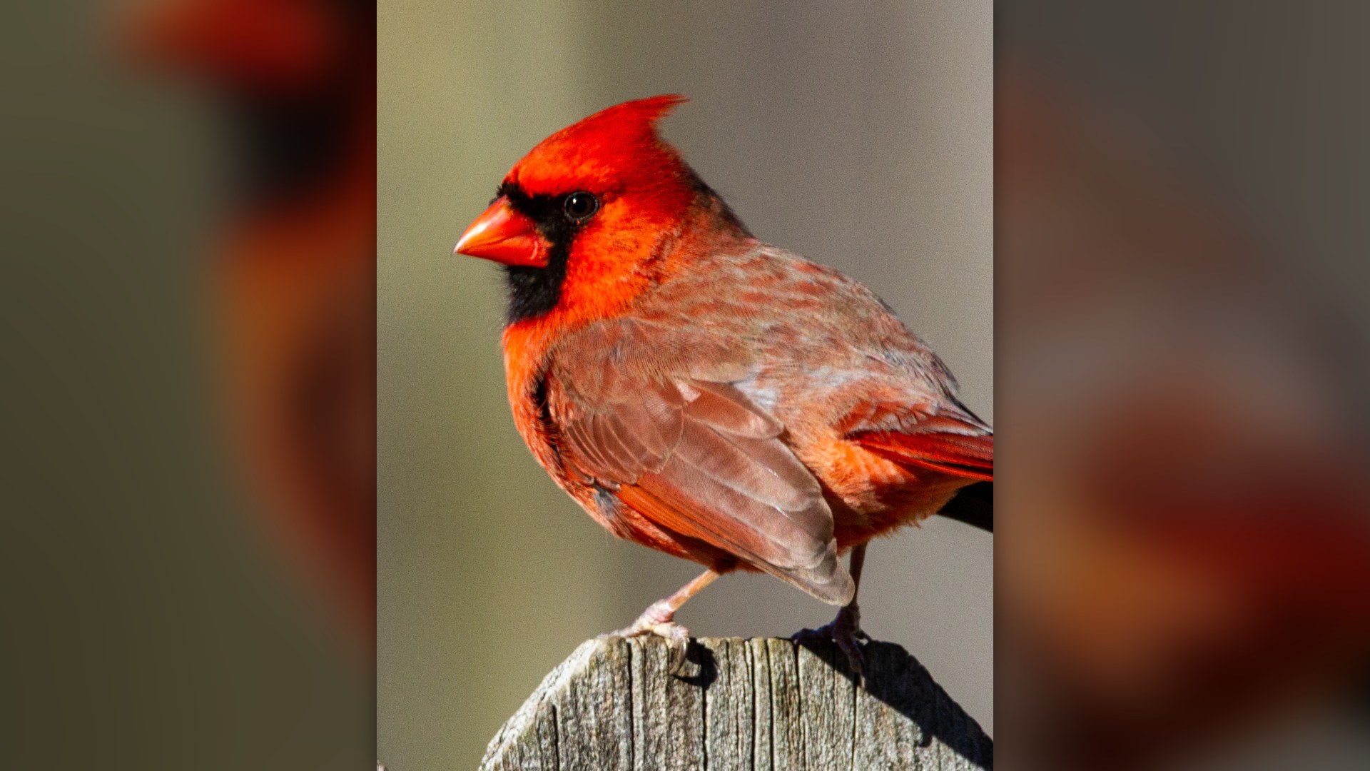 Male Northern Cardinal perched on wooden fence.
