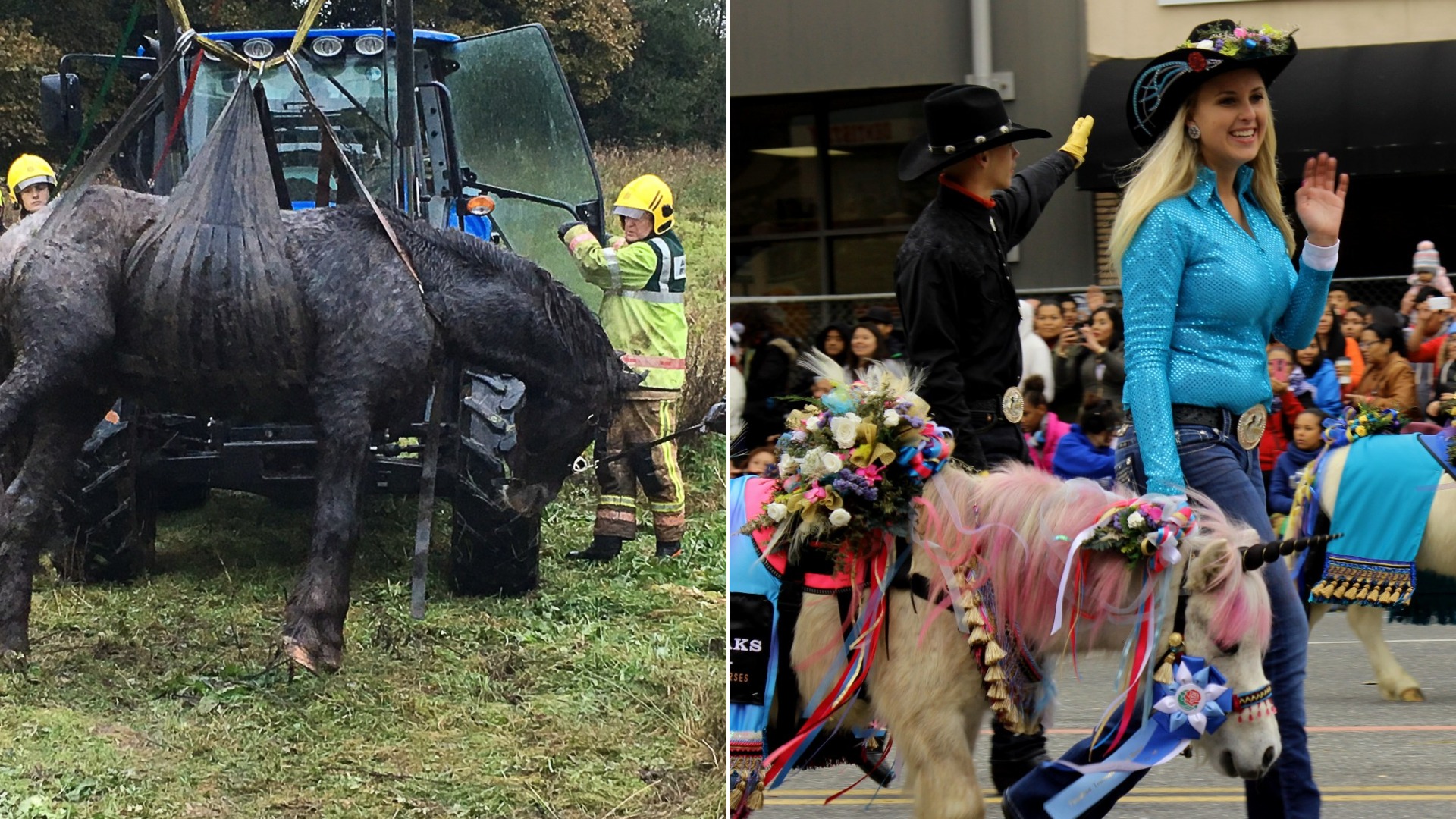 12 Heartwarming Horse Rescues That Restore Your Faith in Humanity