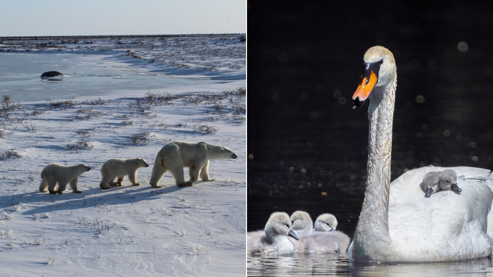 How Animal Mothers Teach Their Babies to Survive