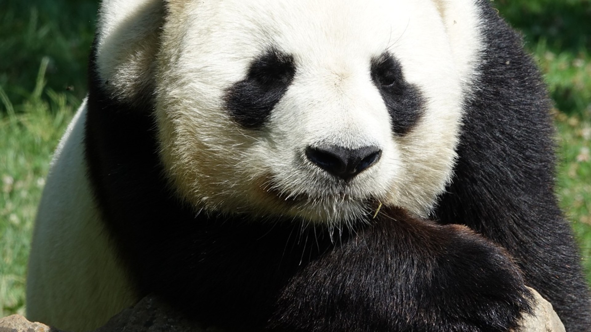 Giant panda sitting solo and chewing bamboo shoots