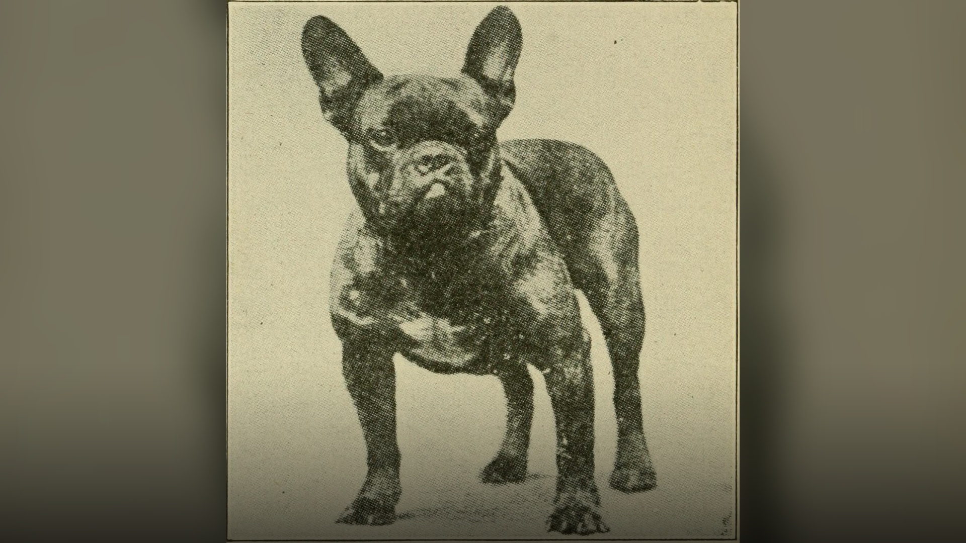 Vintage illustration of a companion French bulldog from a 1922 dog care book.