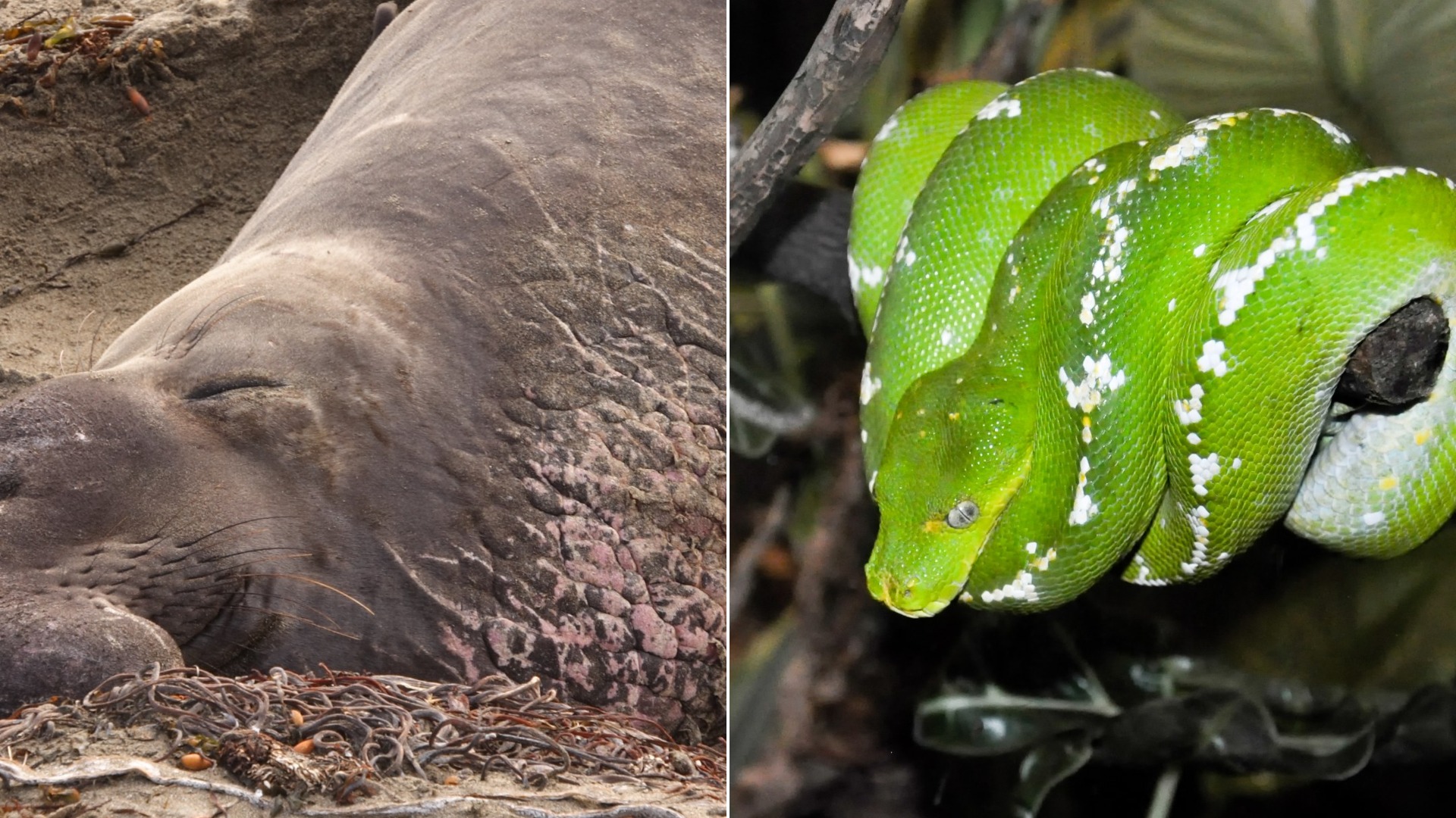 The Most Amazing Ways Animals Sleep, Ranked