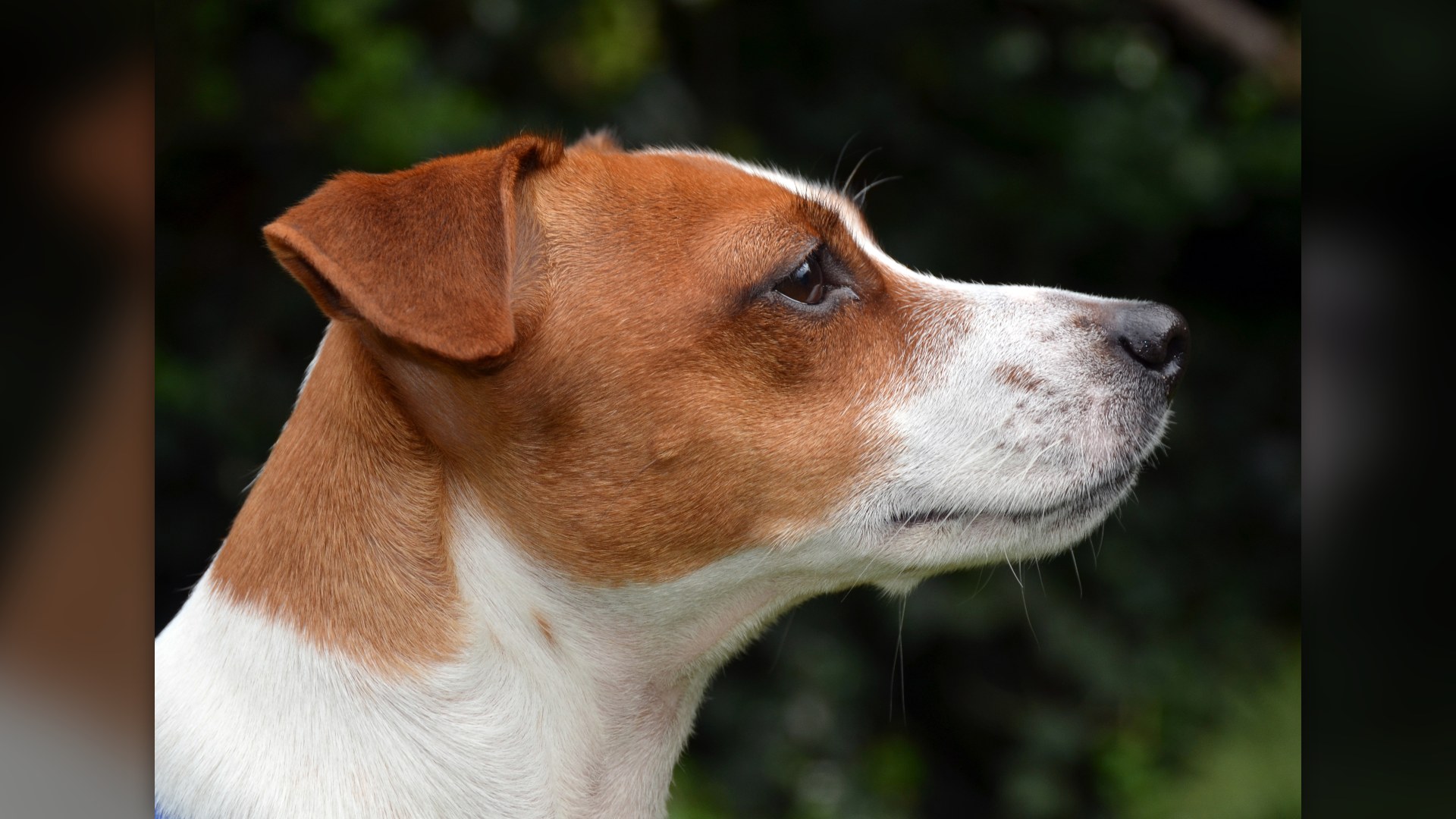 3. Milo