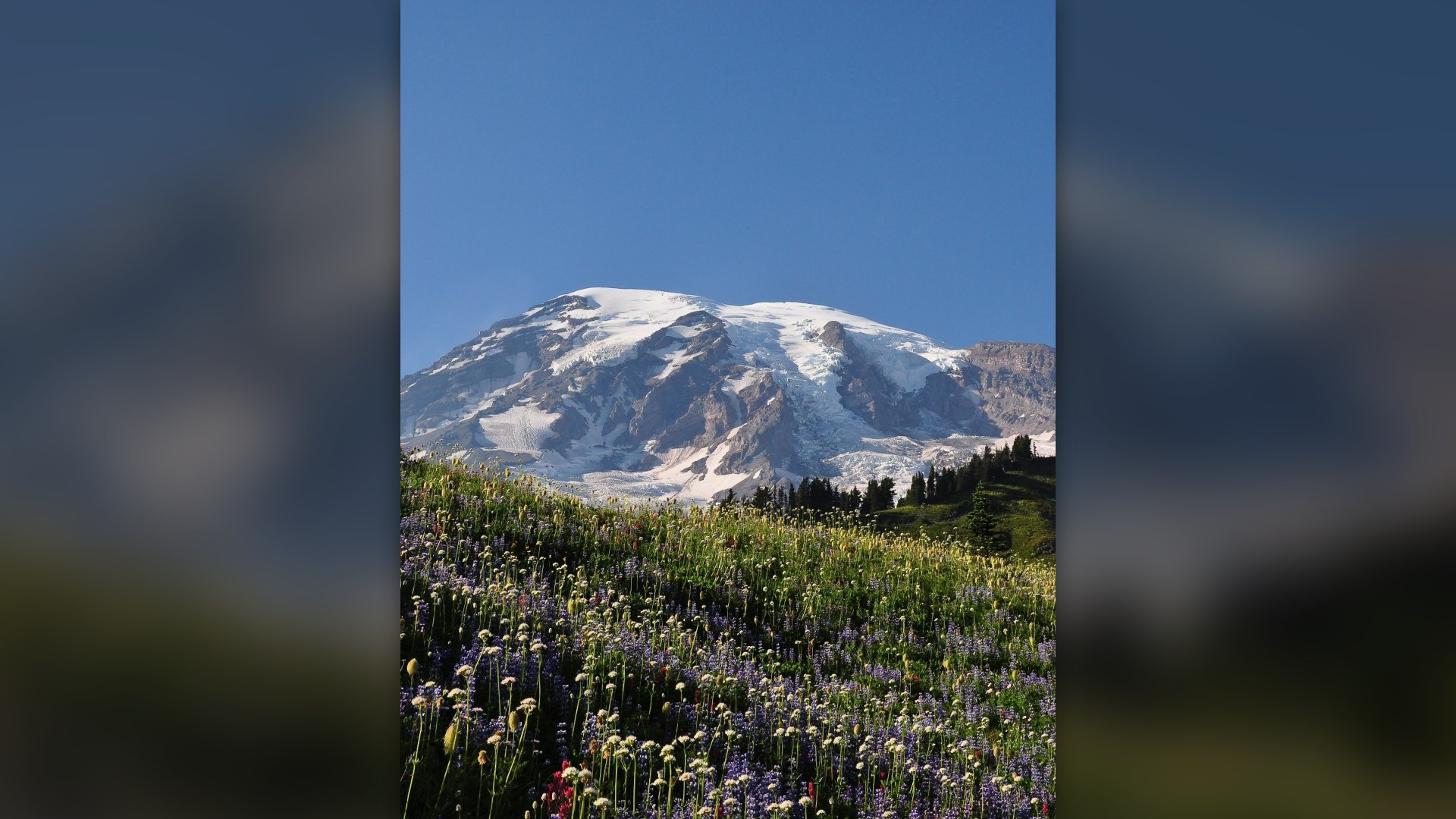 Snow-capped Mount Rainier rising above blooming alpine meadows in Washington State.