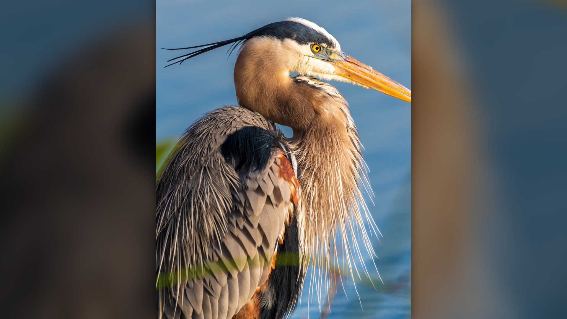 Great Blue Heron standing at edge of water.
