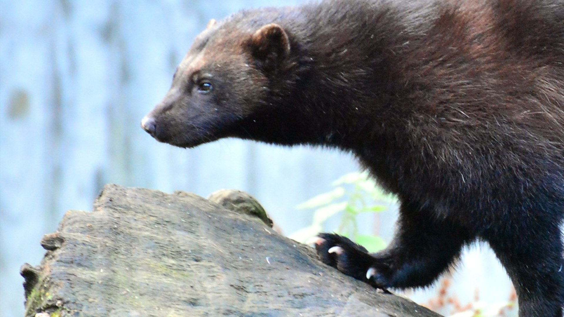 Solitary wolverine prowling across snowy rocks