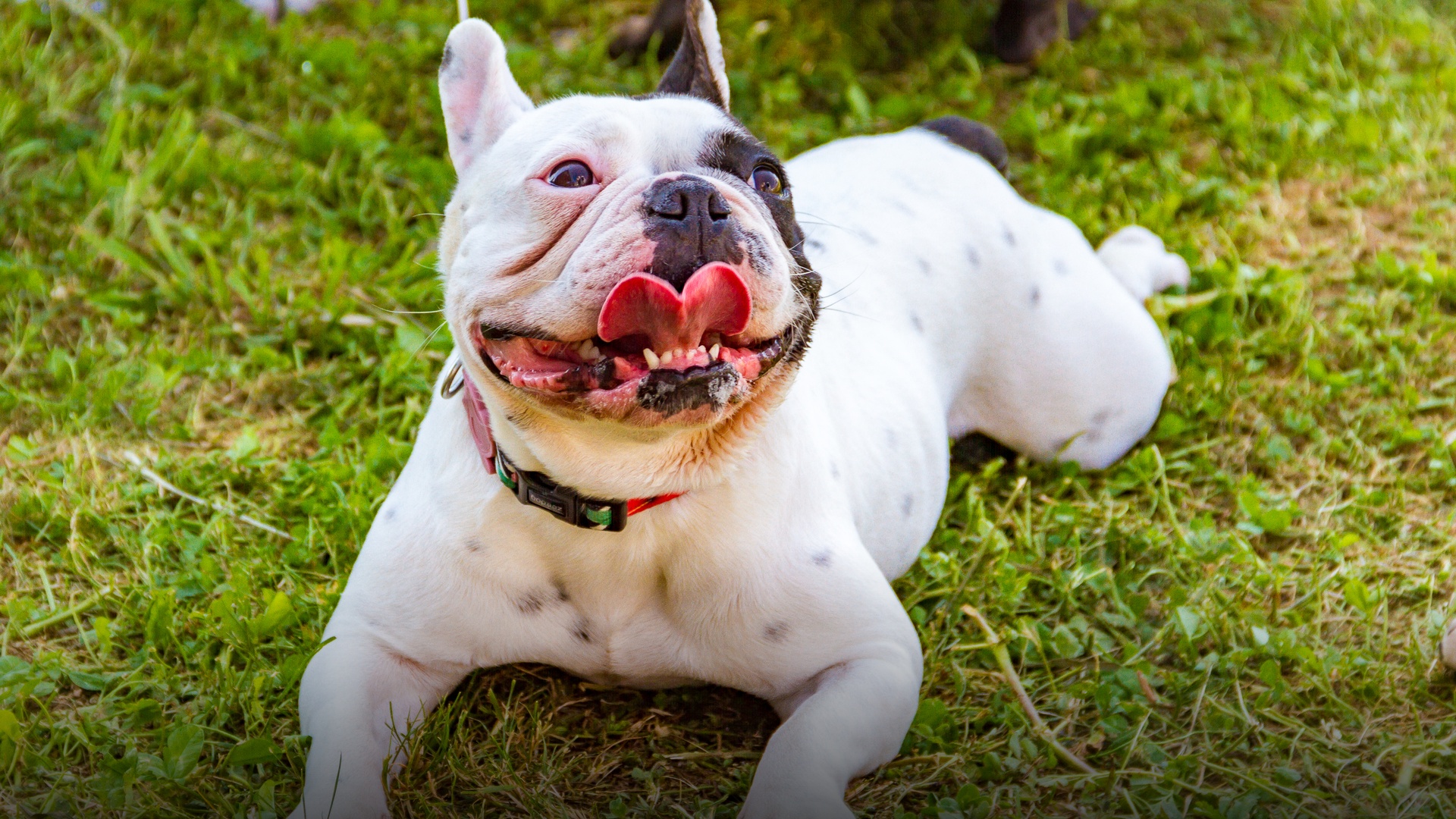 A group of French bulldogs gathered outdoors.