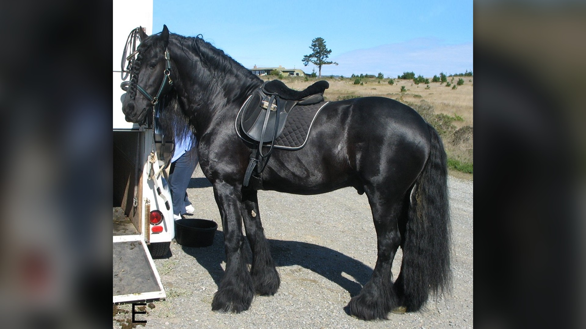 2. Friesian Horse