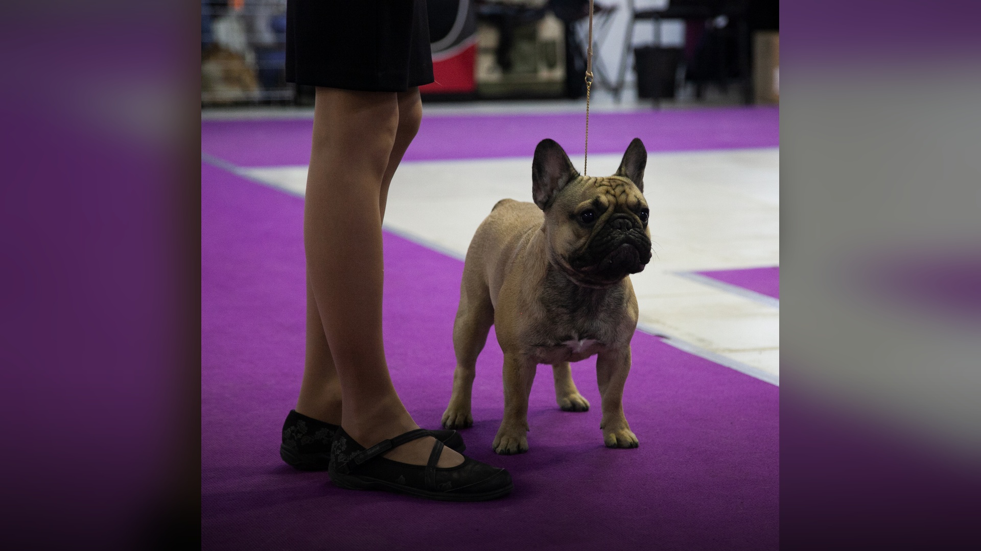 A handsome champion French bulldog standing proudly at a premier dog show.