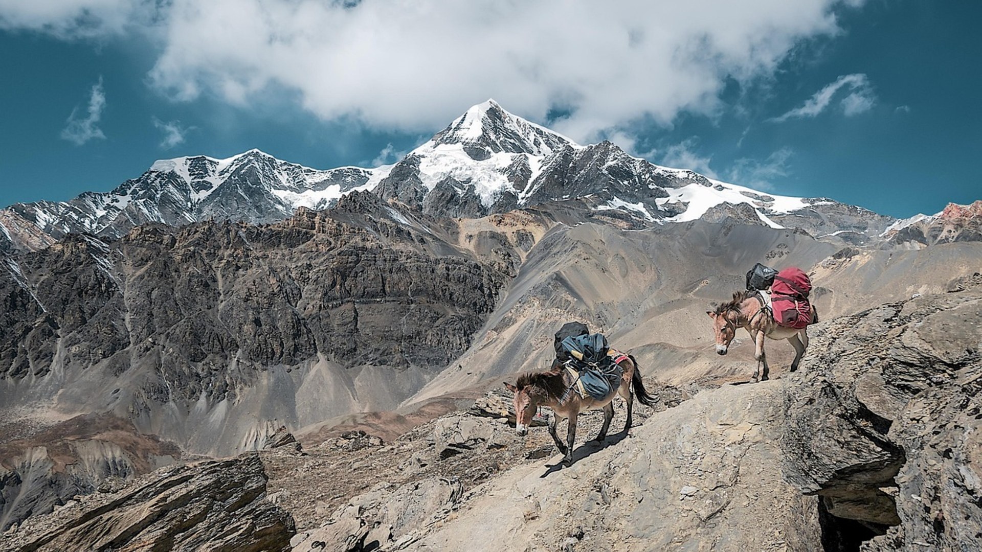 Landscape photograph of pack mules carrying heavy supply loads along a rugged mountain trail