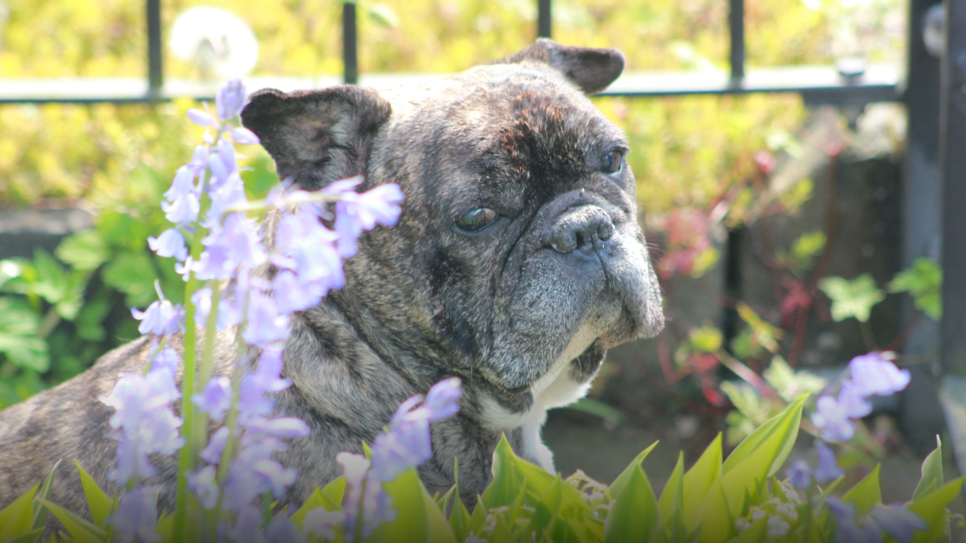 A cute French bulldog named Chunky sitting among spring bluebells.