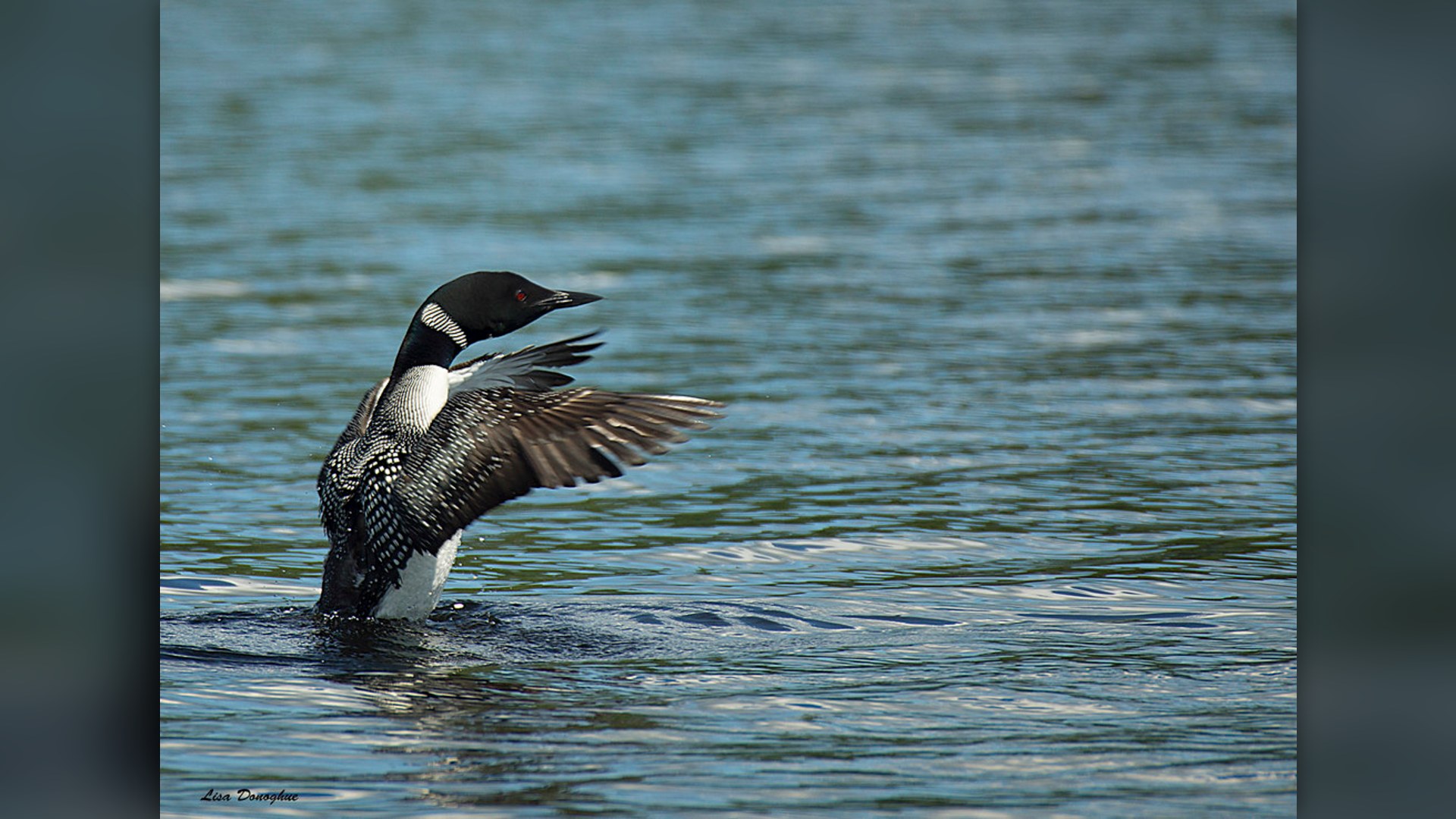 Common Loon swimming on open northern lake.