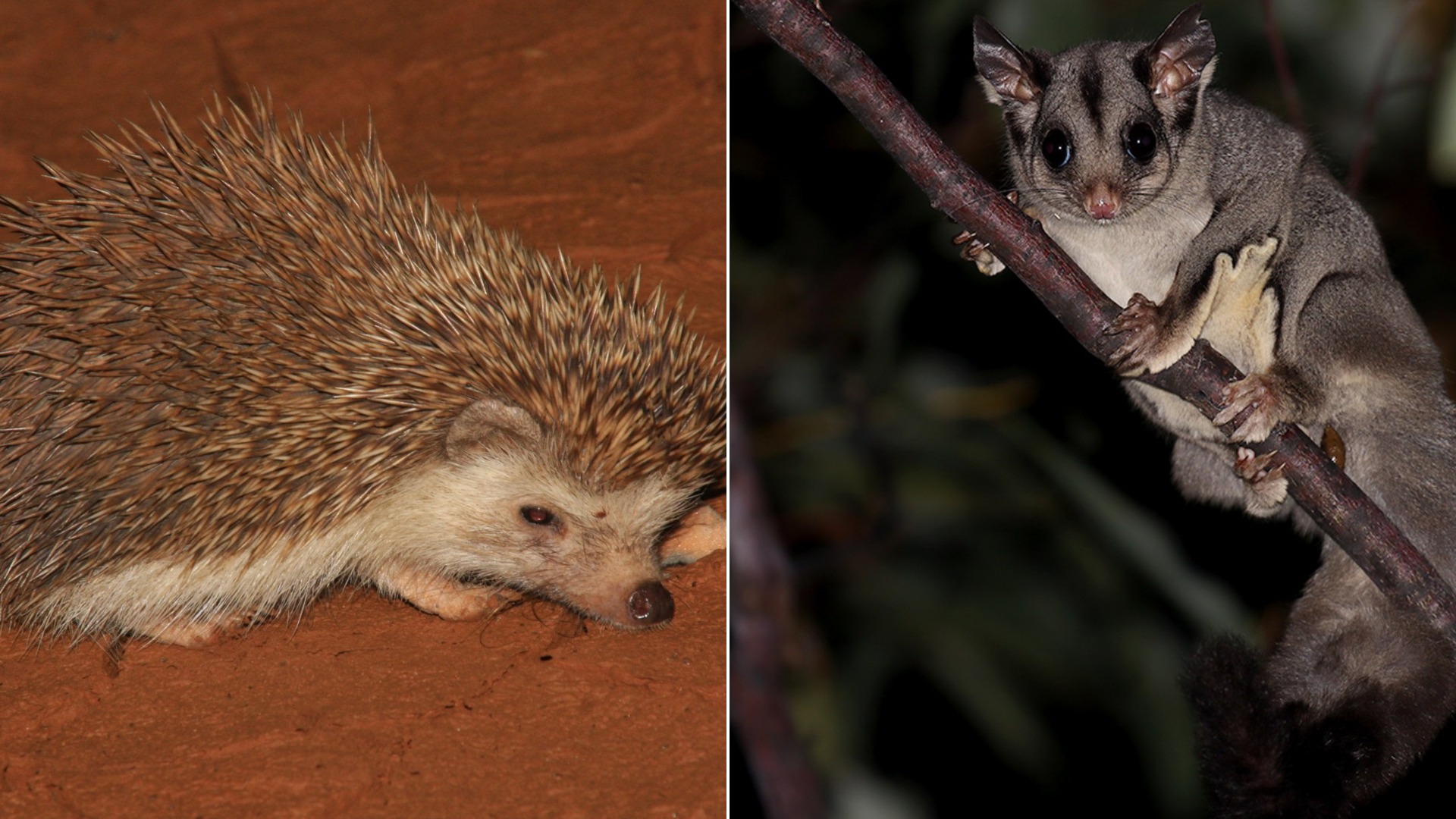 12 Unusual Pets You'll See For The First Time In Your Life