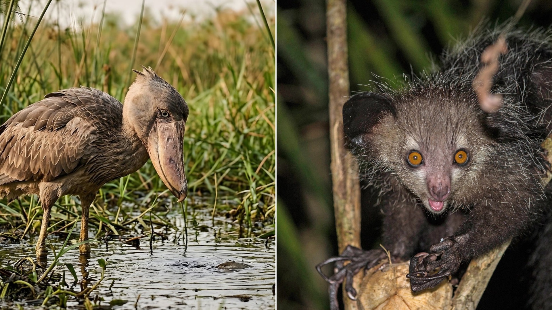 20 Alien-Looking Species That Walk, Swim, and Fly on Earth