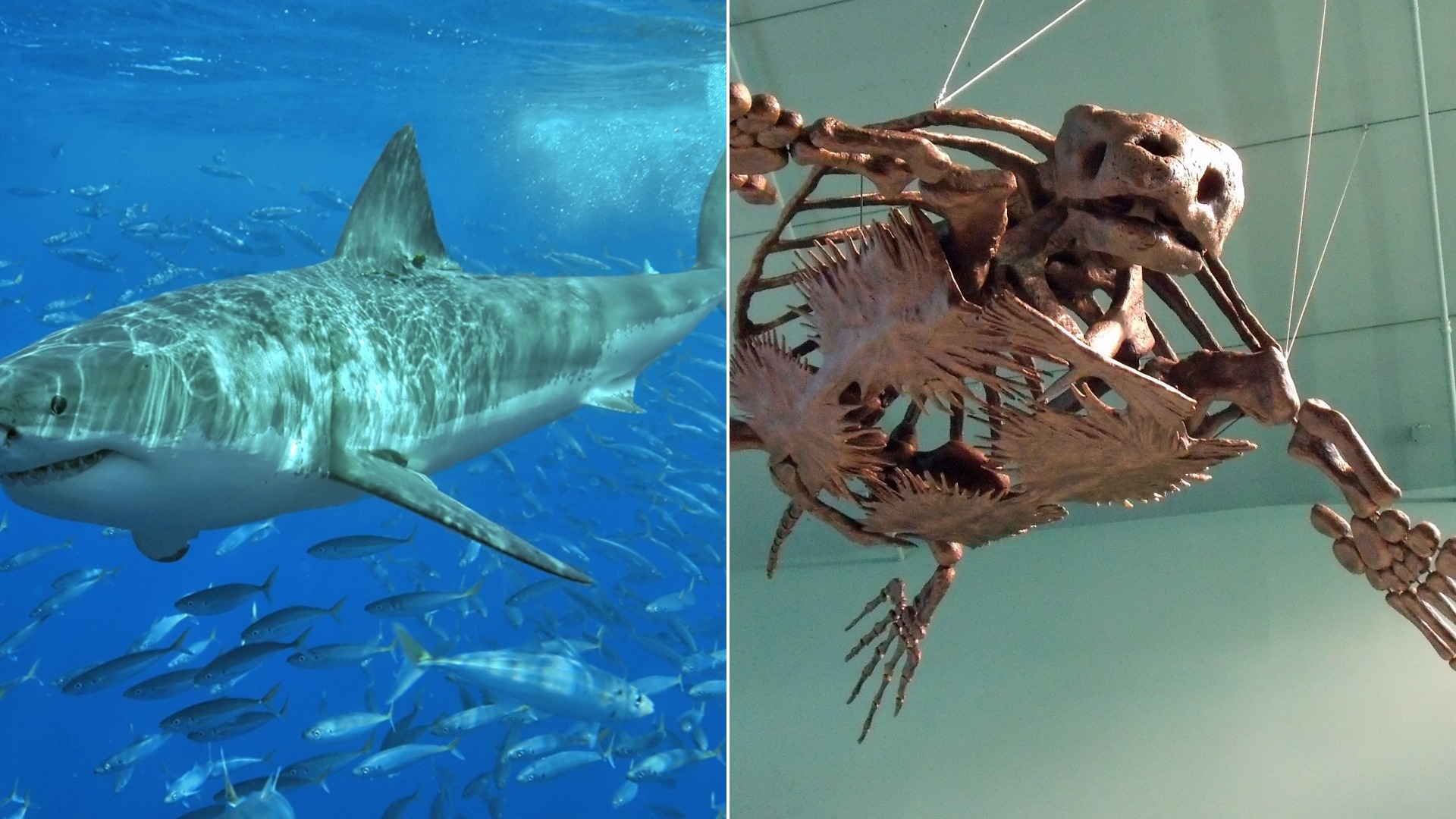 10 Animals That Were Way Bigger Than Today