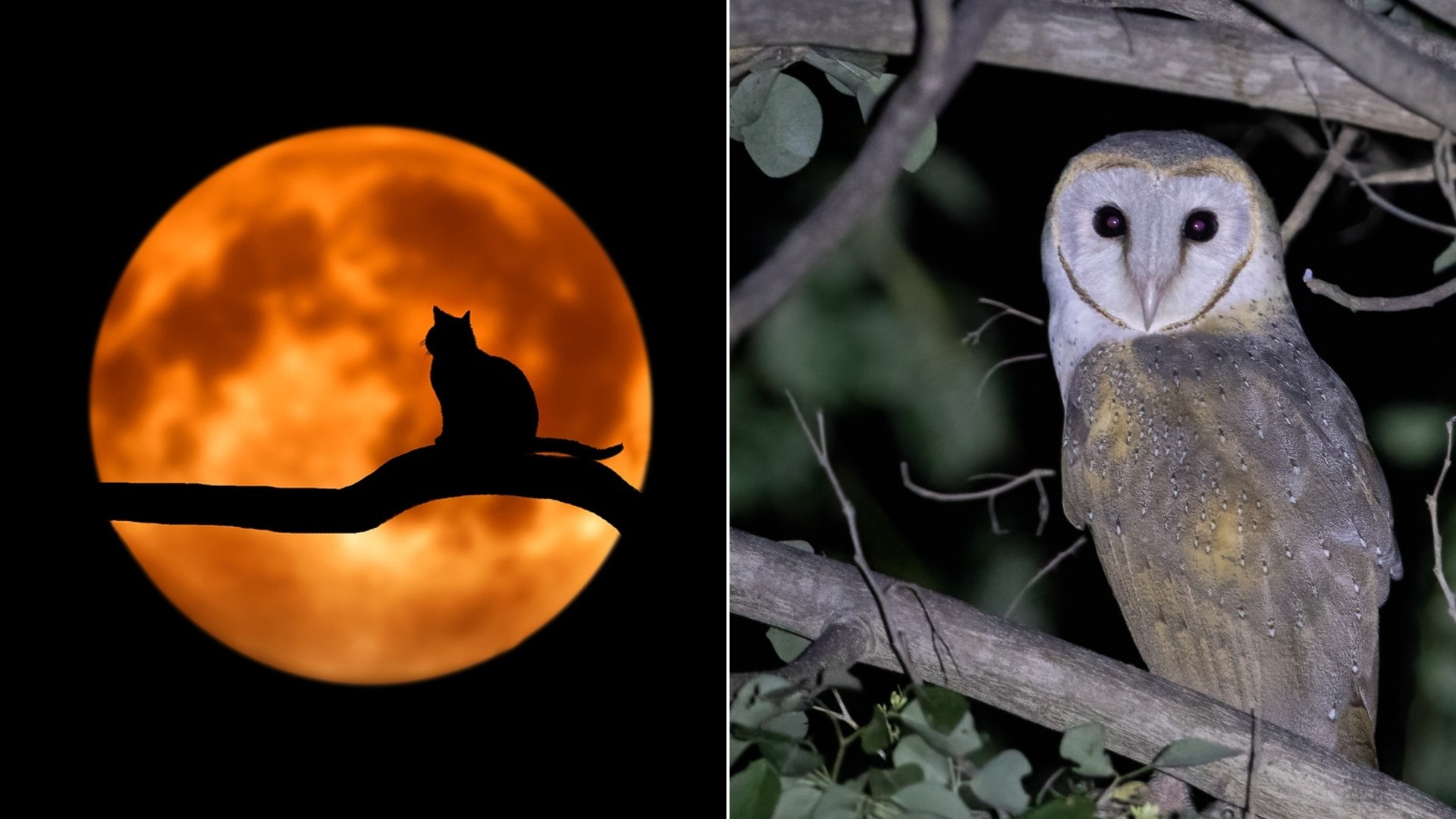 13 Spooky Superstitions From Around the World That People Still Believe