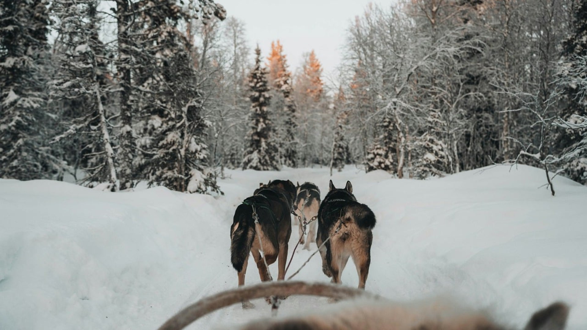 Landscape photograph of an Alaskan husky sled dog team pulling through deep winter snow in a forest