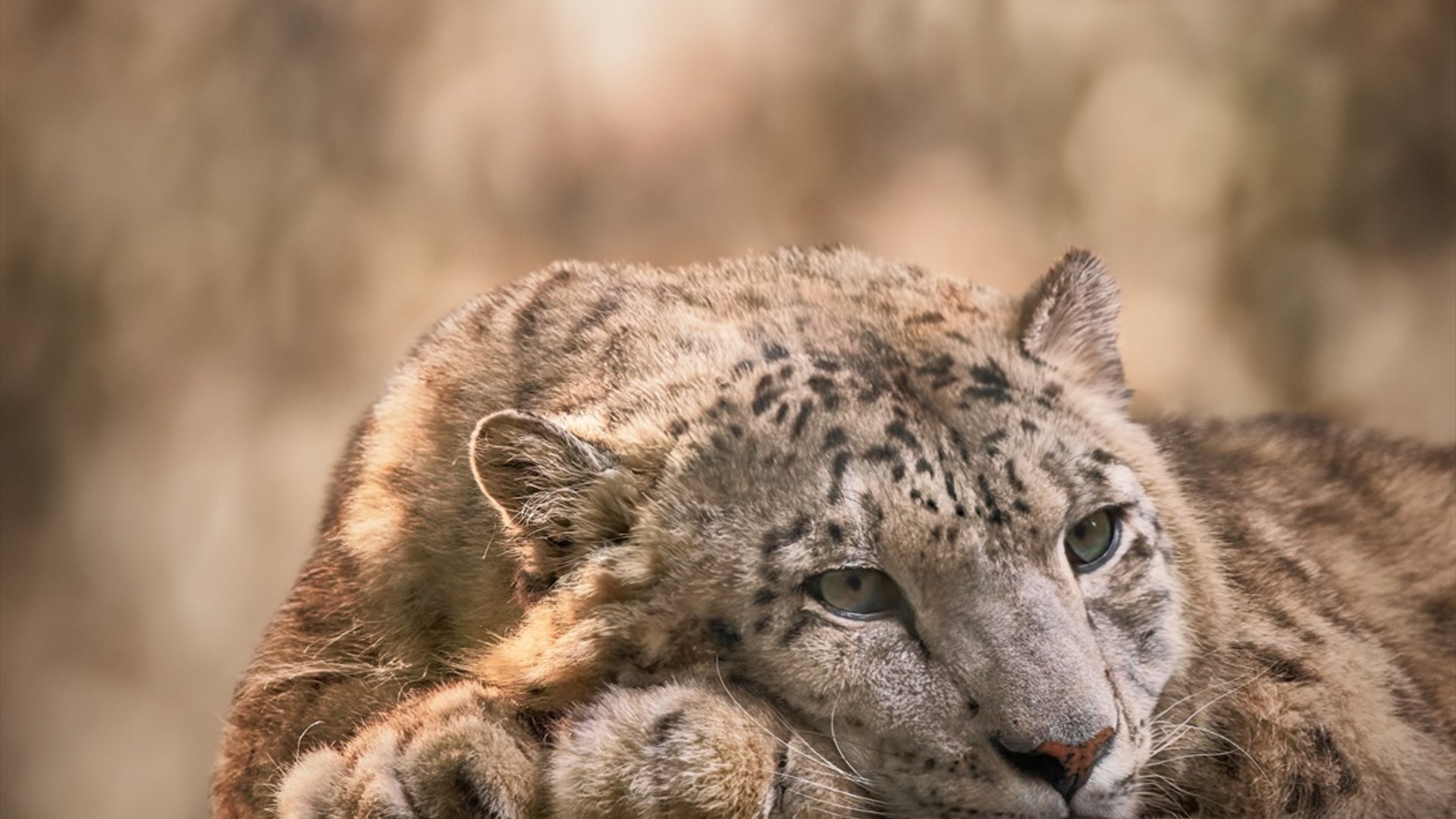 Majestic snow leopard portrait resting in high mountain terrain
