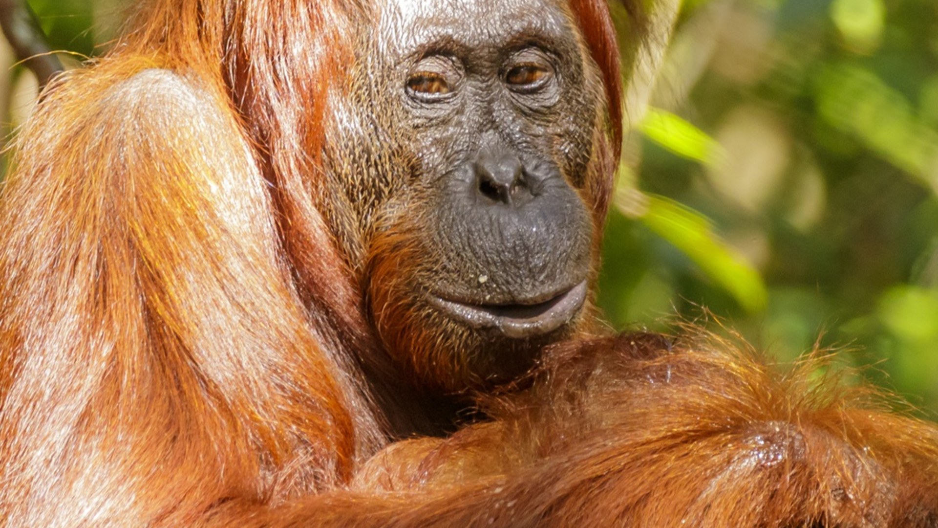 Bornean orangutan seated solo in a lush jungle tree