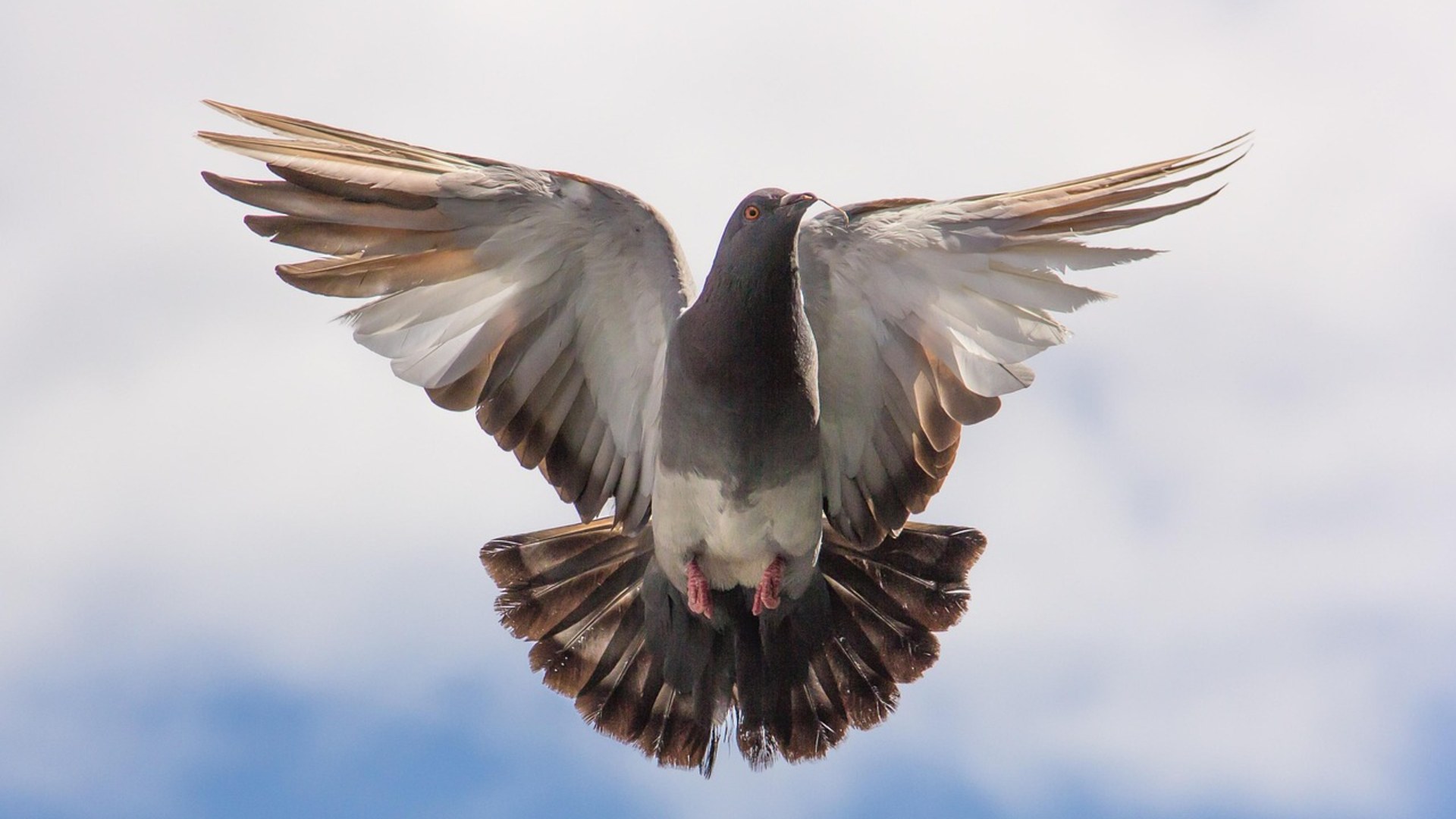 Landscape photograph of a homing pigeon soaring in full flight with wings spread wide