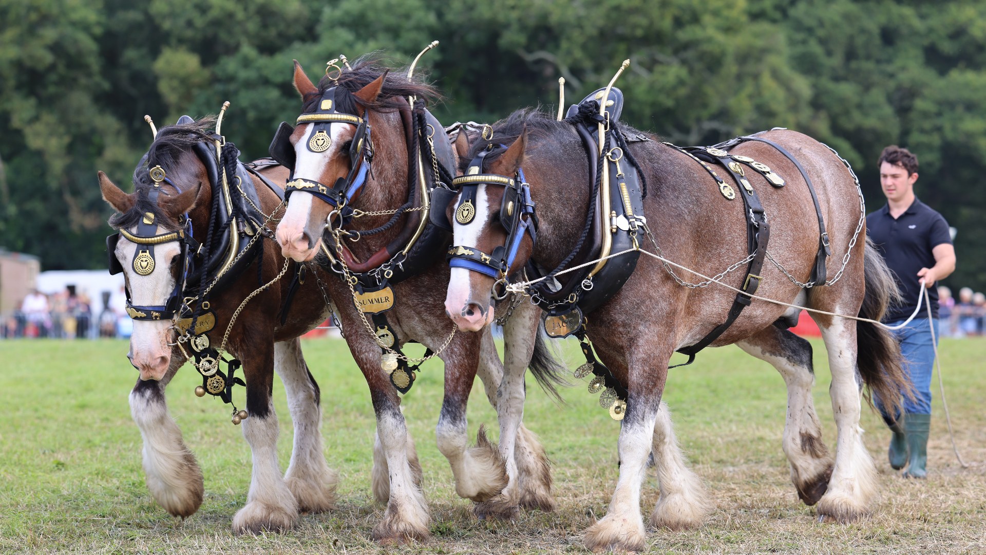 10. Clydesdale