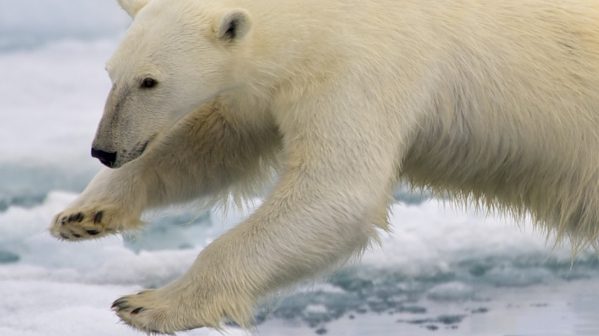 Polar bear walking alone across sea ice