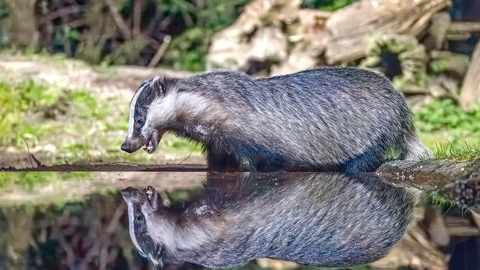 10. The Stolpe Archaeological Badgers