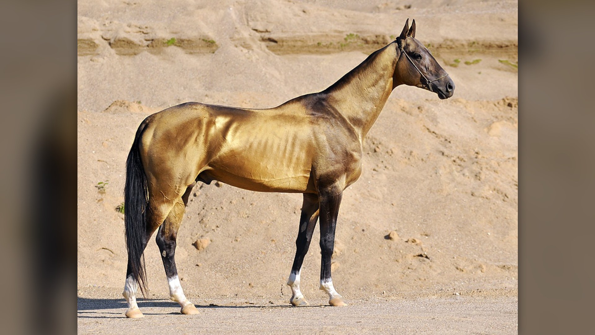 3. Akhal-Teke