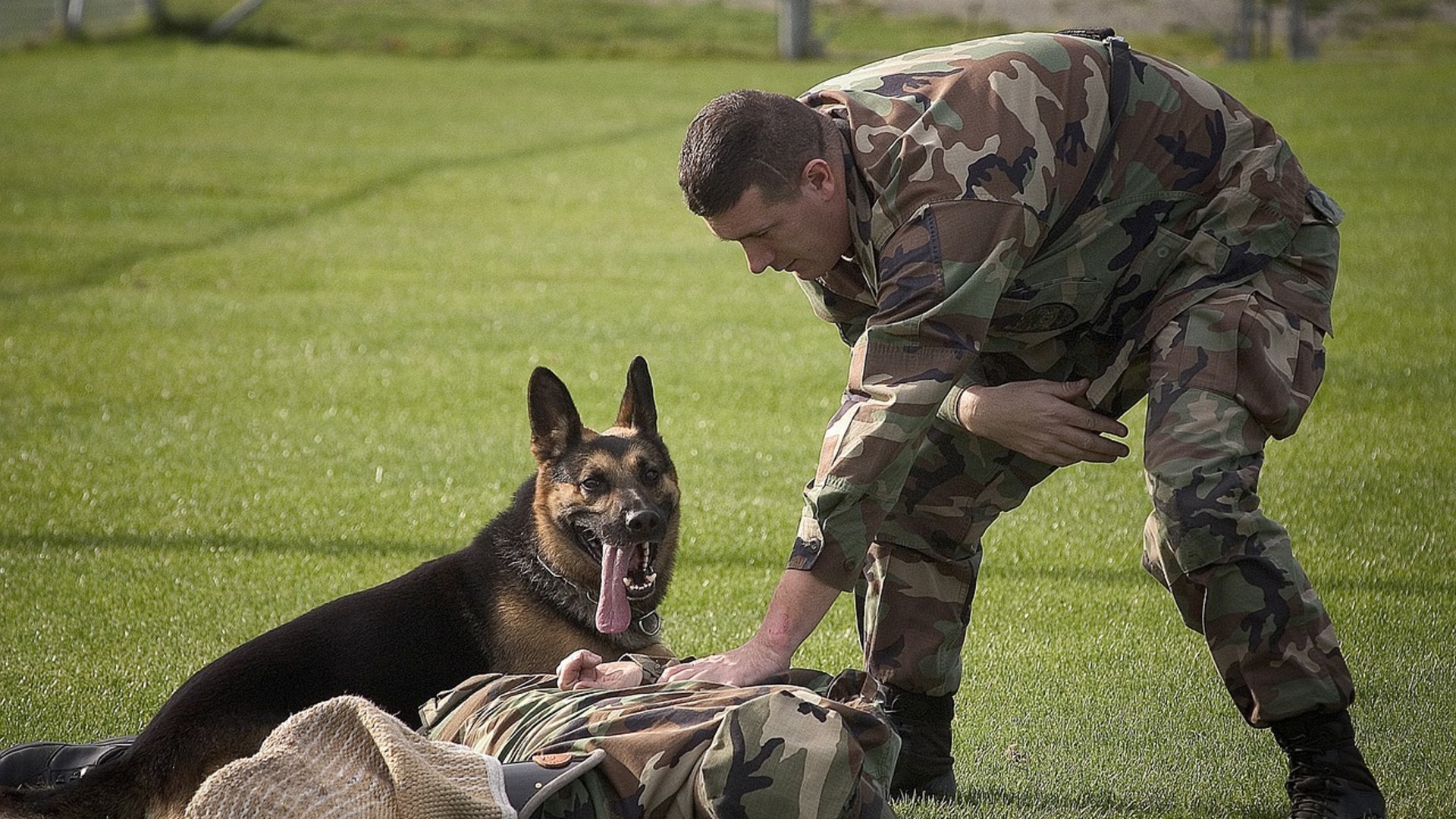Landscape photograph of a German Shepherd police and military K-9 working attentively alongside its handler during training