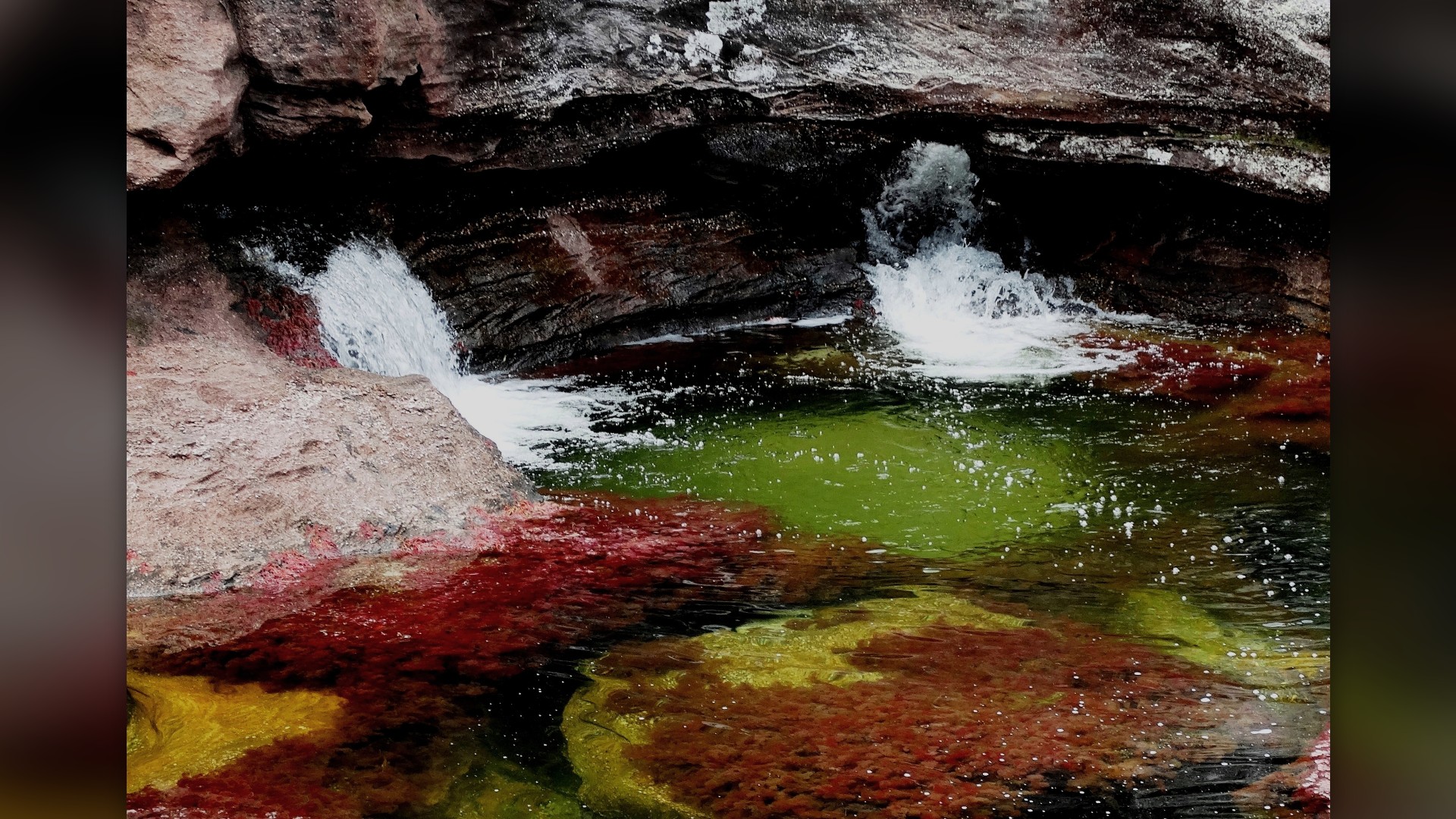 Bright red and pink aquatic plants blooming beneath clear cascading water in Colombia's Caño Cristales river.